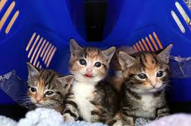 Cheaper ways to treat your cats for fleas low cost spay and neuter clinic education on why spay and neutering is best for. Low Cost Spay Neuter Clinic For Cats In Fishkill