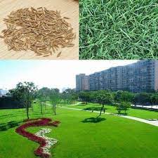 10000pcs Tall Fescue Grass Seeds Garden Ideal Lawn Fescue Grass Seed Fescue Grass Grass Seed