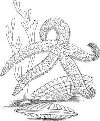Download and print for free. Free Printable Ocean Coloring Pages For Adults Coloring And Drawing