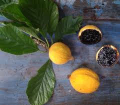 Image result for Vangueria randii