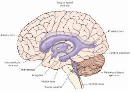 Overview Of The Central Nervous System Gross Anatomy Of The Brain Part 2 Brain Parts Gross Anatomy Central Nervous System