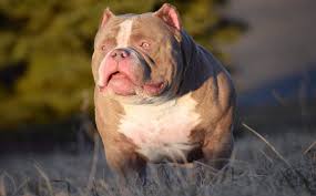 American bully puppies also are called bully pit and or american bully pit. American Bully Puppies Near Me Off 61 Www Usushimd Com