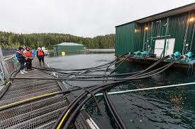 My parents had gotten their christmas trees there for several years. First Nations To Oversee Fish Farm Phase Out In Broughton Archipelago Times Colonist