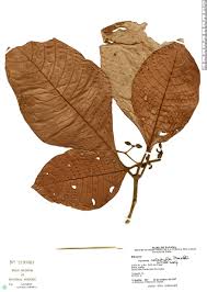 Image result for Psychotria palustris