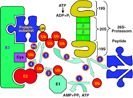 Selective proteasome inhibitor (e.g., epoxomicin cially us eful for studying c hanges in 26s protea some. Intrazellularer Proteinabbau Von Einer Ungenauen Vorstellung Vom Lysosom Und Ubiquitin Proteasom System Bis Hin Zu Menschlichen Krankheiten Und Zum Wirkstoff Targeting Nobel Vortrag Ciechanover 2005 Angewandte Chemie Wiley Online Library
