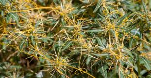 Image result for Cuscuta kilimanjari