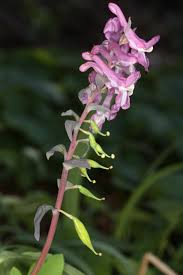 Image result for Fumariaceae