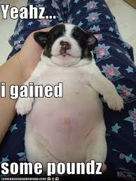 Features and shout outs available. I Has A Hotdog Dog Pictures Funny Pictures Of Dogs Dog Memes Puppy Pictures Doge