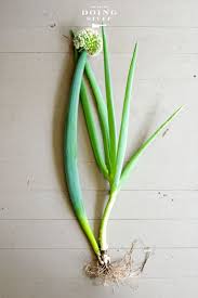 Onions can be planted from transplants, sets, or started from seed inside under grow lights. Saving Onion Seeds So You Can Smell Like A Chef Fall Garden Vegetables Onion Seeds Seed Saving
