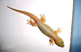 Maybe you would like to learn more about one of these? Dimana Habitat Cecak Sebenarnya Quora