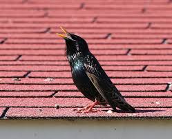 Common starling