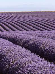 Varieties Of Lavender For The Garden Lavender Fields Lavender Garden Purple Flowers
