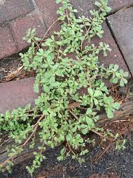 Purslane is an annual weed that grows in the summertime throughout north america. Purslane Portulaca Oleracea Ligaya Garden