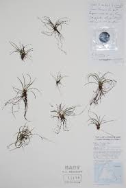 Image result for Isoetes schweinfurthii