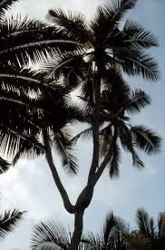 Ia didapati di semua kawasan tropika. Kudat Dihatiku Selamat Pagi Kudat Gambar Pokok Kelapa 3 Facebook