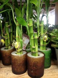 Have fun with our site and good luck! 11 Best Feng Shui Plants In India Plantdecors Blog