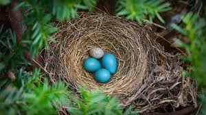Robin's nest with a brown-headed cowbird egg - Bing Gallery