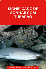 sonhar com tubarao desvende esse sonho tubarao sonhos significado dos sonhos