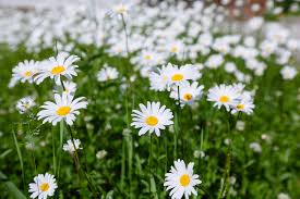 Image result for foto Kopretina