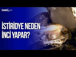 Istiridye Neden Inci Yapar Youtube