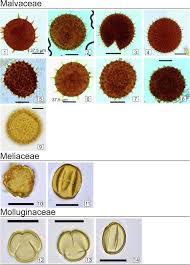 Image result for Plicosepalus amplexicaulis