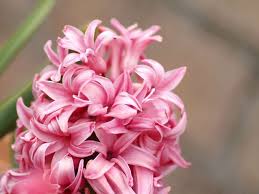 скачать картинки на телефон 480х800 бесплатно и без регистрации Skachat Besplatno Kartinku Na Telefon Rasteniya Cvety Giacint Fotografiya Cvetov Cvety Krasivye Cvety