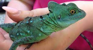 10 Mega Pet Lizards Reptile Centre