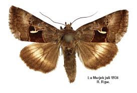 Image result for Syngrapha parilis