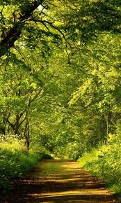 142 free images of potrait. 3d Forest Hd Live Wallpaper 1 0 Free Download For Android M Hd Landscape Nature Pictures Scenery