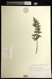 Image result for Asplenium angolense