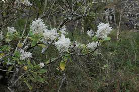 Image result for Tetradenia urticifolia