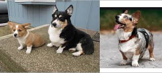 Welcome to onebarkplaza's puppy finder! Top 10 Interesting Facts About The Auggie Dog Health Problems Cost