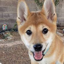 Pet rescue in las vegas on yp.com. Las Vegas Nv Shiba Inu Meet Sushi A Pet For Adoption