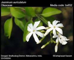 Image result for Oleaceae