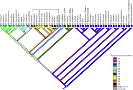 Image result for Crepidomanes chevalieri