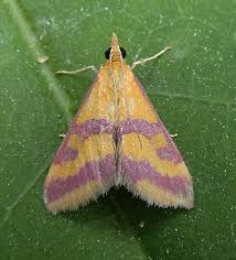 Image result for Pyrausta sanguinalis