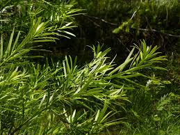 Image result for Podocarpaceae