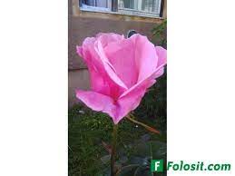 În acest sens lucrul în calitate de lucru la domiciliu devine din ce în ce mai popular. Caut De Lucru La Domiciliu Alte Locuri De Munca Timis Lugoj Anunt 53427