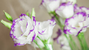 Roses and tulips are two of the most popular beautiful flowers in the world, no doubt about that. Lisianthus As Beautiful As The Rose Cgtn
