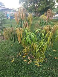 Maybe you would like to learn more about one of these? Alphonso Mango Tree Flushing New Leaves Backyardorchard