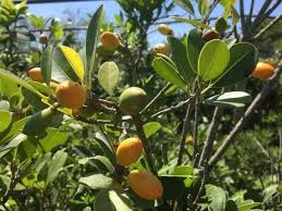 Image result for Dovyalis zeyheri