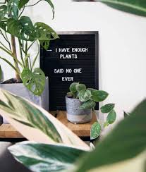 Indoor Plants Quote In 2020 Plants Quotes Plants Houseplants