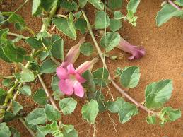 Image result for Harpagophytum zeyheri