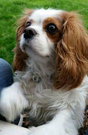 Beautiful Milly Cavalier King Charles Dog King Charles Dog Cavalier King Charles Spaniel