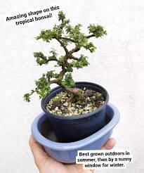 Image result for Grewia forbesii