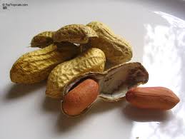 Image result for Arachis hypogaea