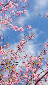 Select a beautiful wallpaper and click the yellow download button below the image. Iphone Sakura 1080x1920 Download Hd Wallpaper Wallpapertip