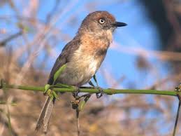 Image result for Newtonia