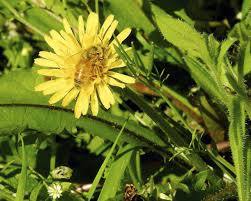 Perennial flowers add color to the garden in a way that few other plants can. Save The Bees And Time And Money By Creating A Bee Lawn