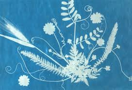 Alnc Nature Notes 15 Hours Of Fun In The Sun Sun Prints Sun Paper Art